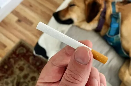 Veterinária alerta: cigarro pode causar câncer em animais