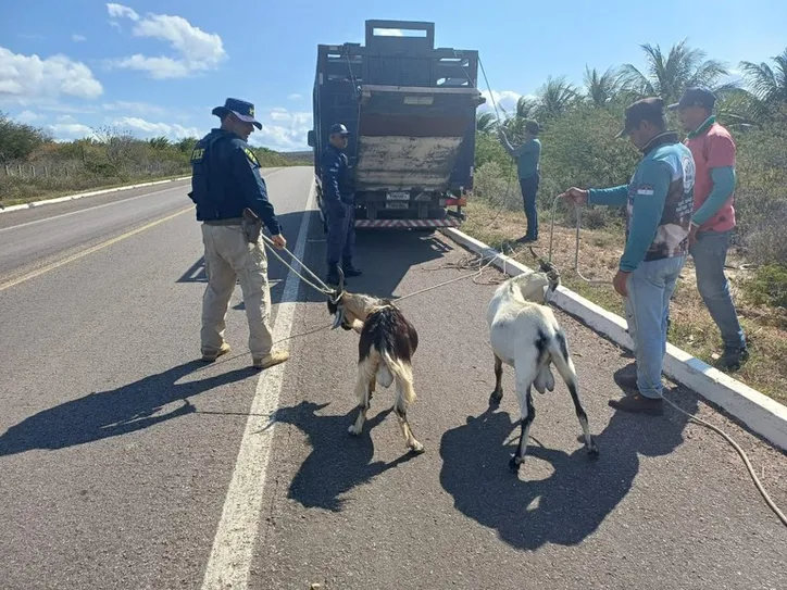 Imagem ilustrativa da imagem Acidentes com animais provocam mortes nas BRs de Alagoas