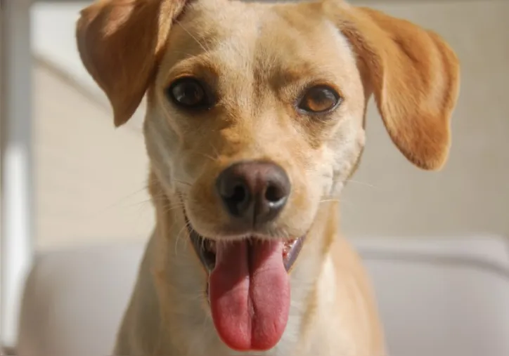 Imagem ilustrativa da imagem Adotei um cachorro de rua, e agora? Veja cuidados e primeiros passos
