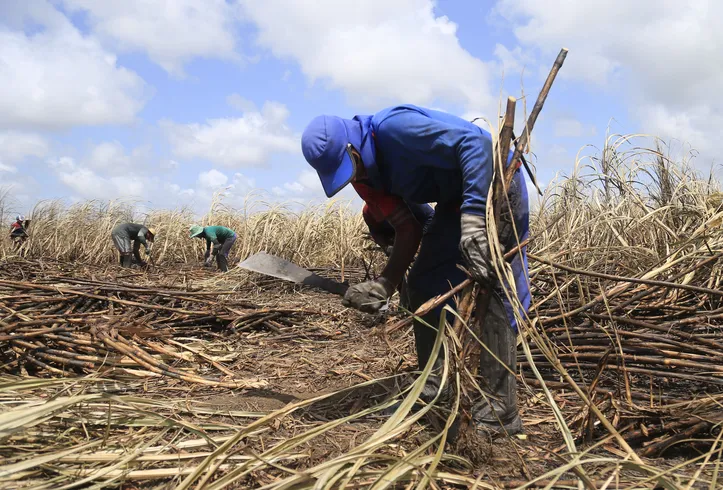 Indústria canavieira puxou as contratações no mês de julho, em Alagoas, segundo dados do Caged