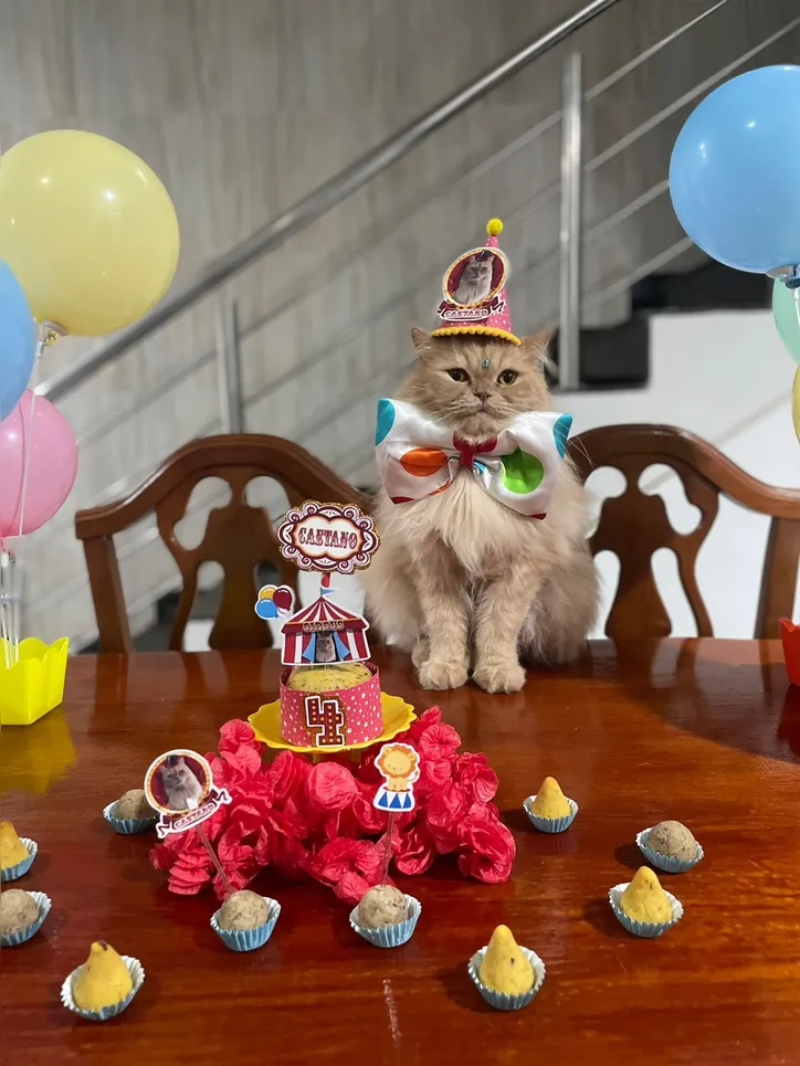 Imagem ilustrativa da imagem “Auniversário” e “Gativersário”: a moda das festas para pets