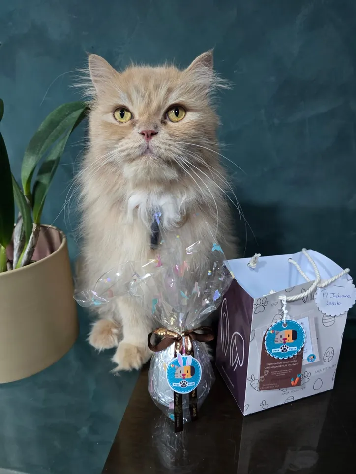 Imagem ilustrativa da imagem “Auniversário” e “Gativersário”: a moda das festas para pets