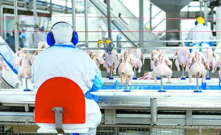 Para 2025, estima-se que a produção de carne de frango atinja 15,48 milhões de toneladas, alta de 1,5% em comparação a 2024