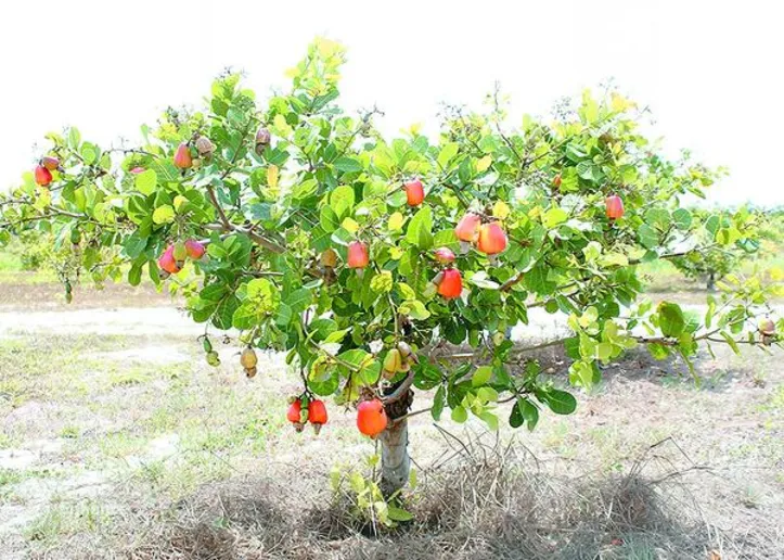 Fruto de décadas de pesquisa em melhoramento genético, o cajueiro-anão alia resistência à escassez hídrica e ao ataque de pragas e doenças