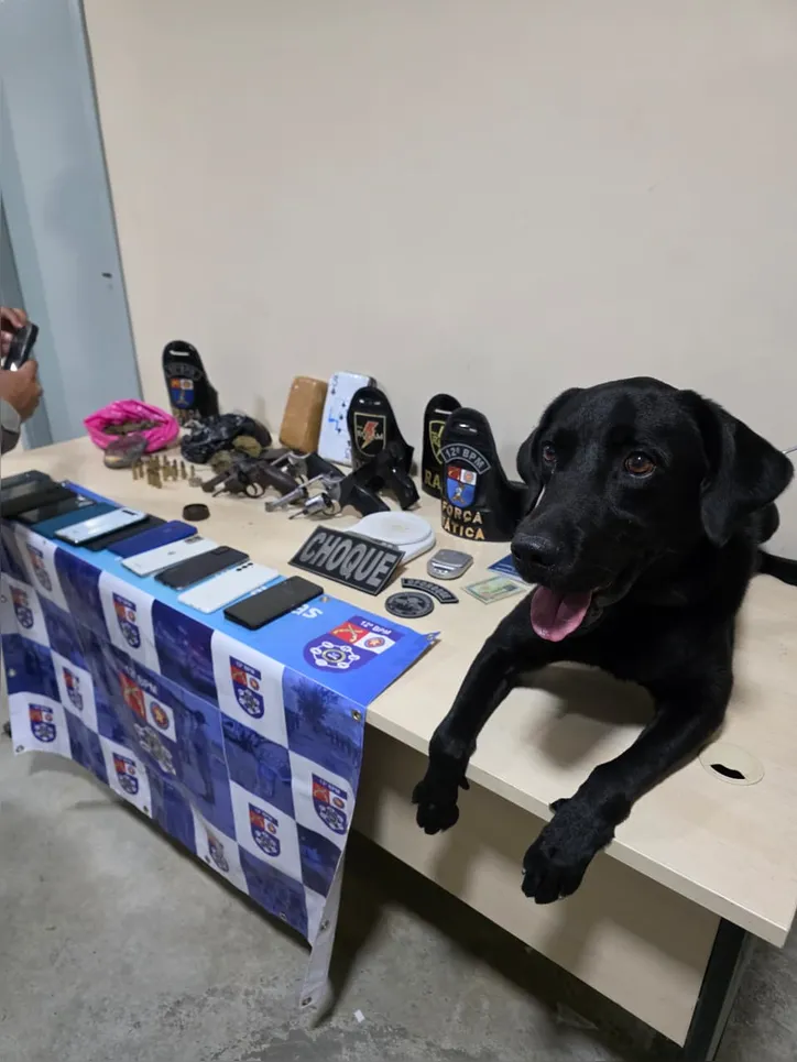 Animais atuam em operações de segurança em lugares públicos como aeroportos, rodoviárias e presídios na detecção de drogas, armas e explosivos