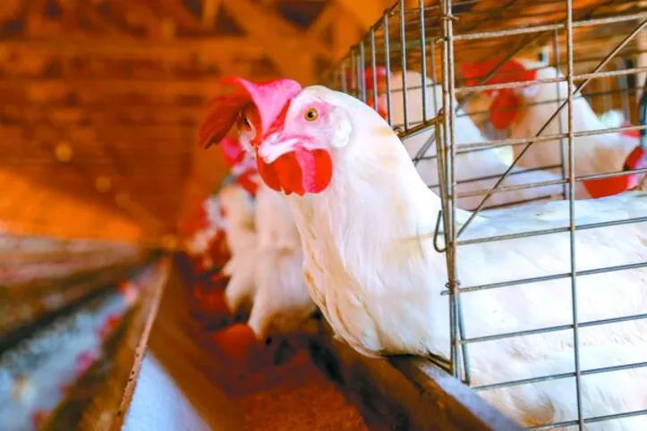 A produção estimada para a carne de frango é influenciada pela grande demanda internacional e pelo mercado interno