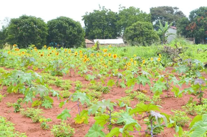 Plantio consorciado da mamona com outras culturas, a exemplo do girassol, amplia a renda do agricultor