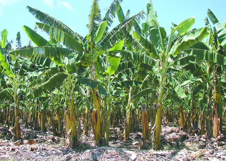 Bananeiras BRS Platina, da Embrapa, resistentes à raça 4 Tropical da murcha de Fusarium, a principal doença da cultura no mundo
