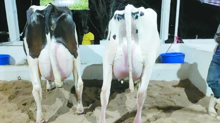 Imagem ilustrativa da imagem Expo Bacia Leiteira movimenta R$ 15 milhões e destaca força da agricultura familiar