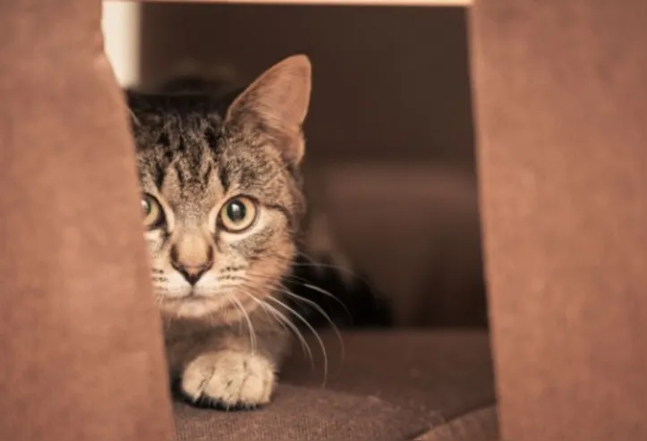 Imagem ilustrativa da imagem Gato traumatizado? Confira sinais de que o seu pet tem “medo de gente”