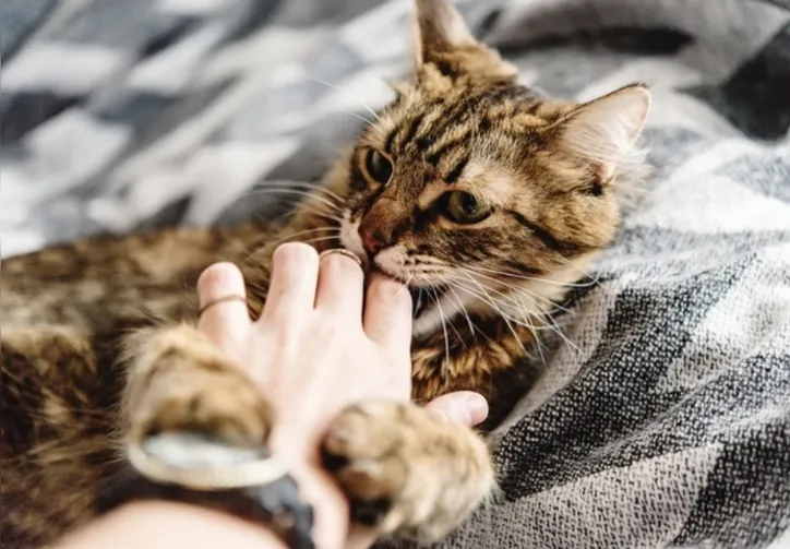 Imagem ilustrativa da imagem Gato traumatizado? Confira sinais de que o seu pet tem “medo de gente”