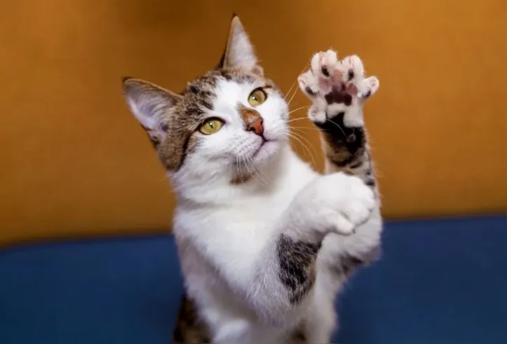 Imagem ilustrativa da imagem Gatos polidáctilos: os felinos de “luvinha” que conquistam corações