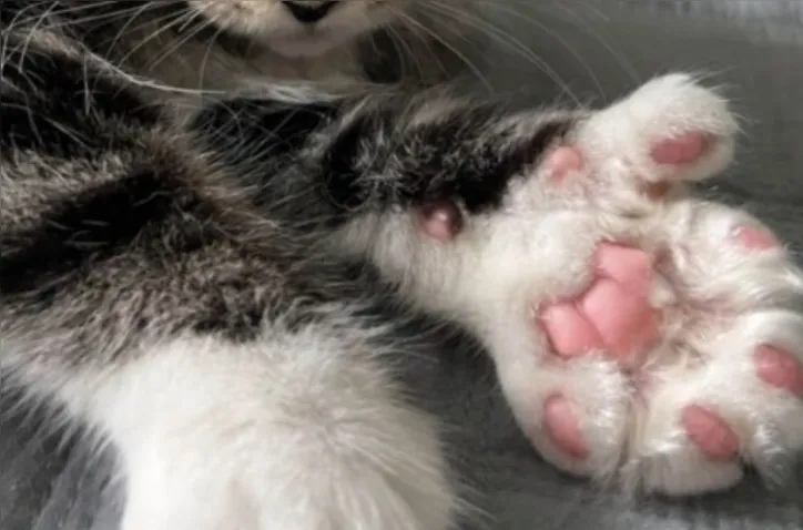 Imagem ilustrativa da imagem Gatos polidáctilos: os felinos de “luvinha” que conquistam corações