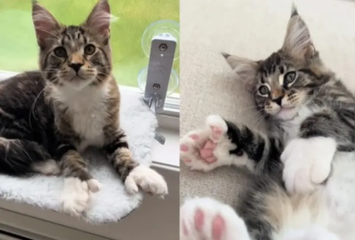 Imagem ilustrativa da imagem Gatos polidáctilos: os felinos de “luvinha” que conquistam corações