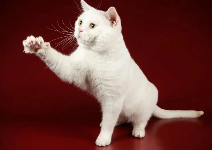 Imagem ilustrativa da imagem Gatos polidáctilos: os felinos de “luvinha” que conquistam corações