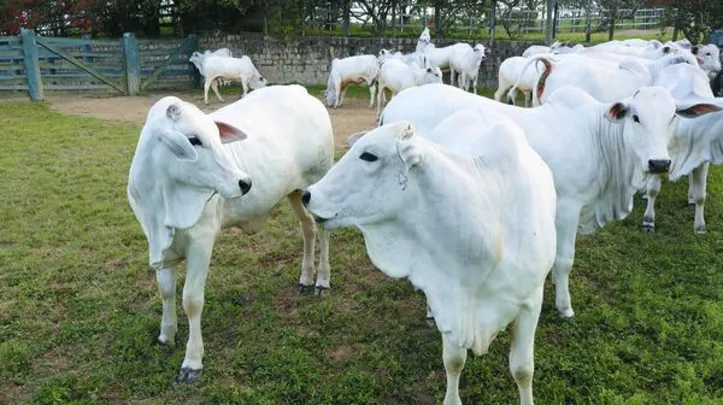 Nelore IBC se destaca pela seleção rigorosa, manejo reprodutivo eficiente e pela consistência de seu rebanho, formado por matrizes de alto impacto que ajudaram a compor o patrimônio genético nacional da raça