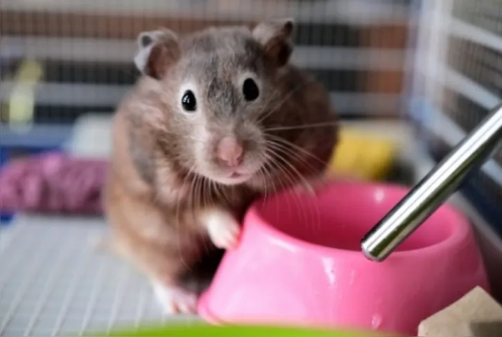 Imagem ilustrativa da imagem Hamster como pet: o que saber antes de levar um para a casa