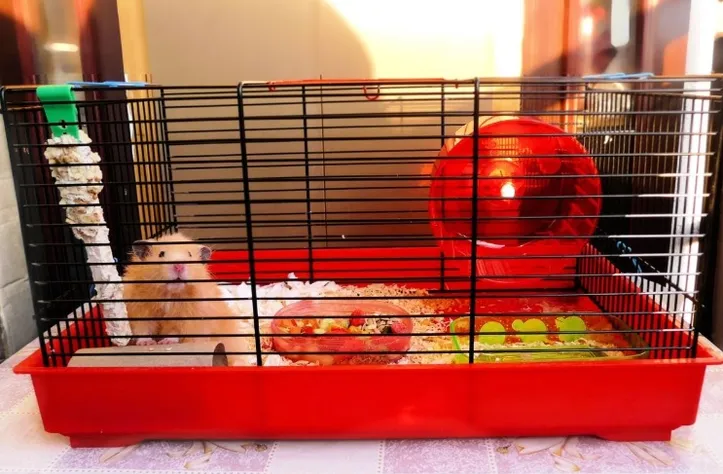 Imagem ilustrativa da imagem Hamster como pet: o que saber antes de levar um para a casa