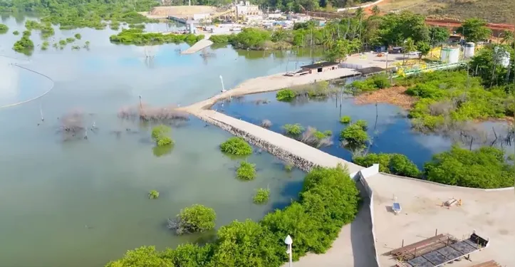 Plano prevê a restauração de 47,19 hectares de mangue nas áreas afetadas pela mineração