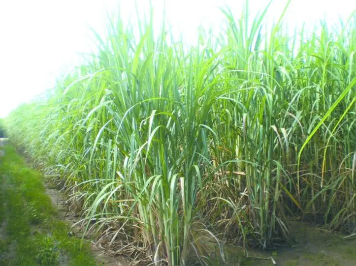 Os bons resultados do modelo de predição trazem otimismo para o uso em pesquisas de campo, permitindo o monitoramento preciso e não destrutivo