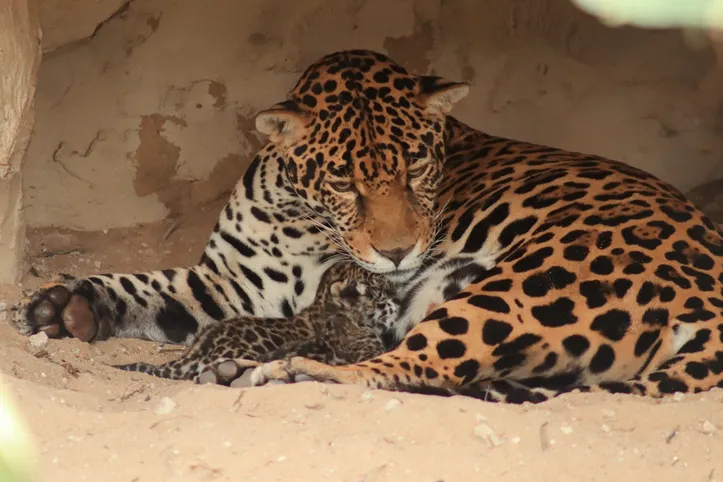 Onça-pintada  é um dos animais encontrados no Ecopark Sol e Mar