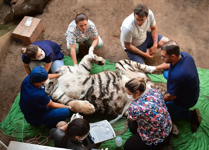 Ao chegar ao ecoparque, animal passa por uma quarentena e exames