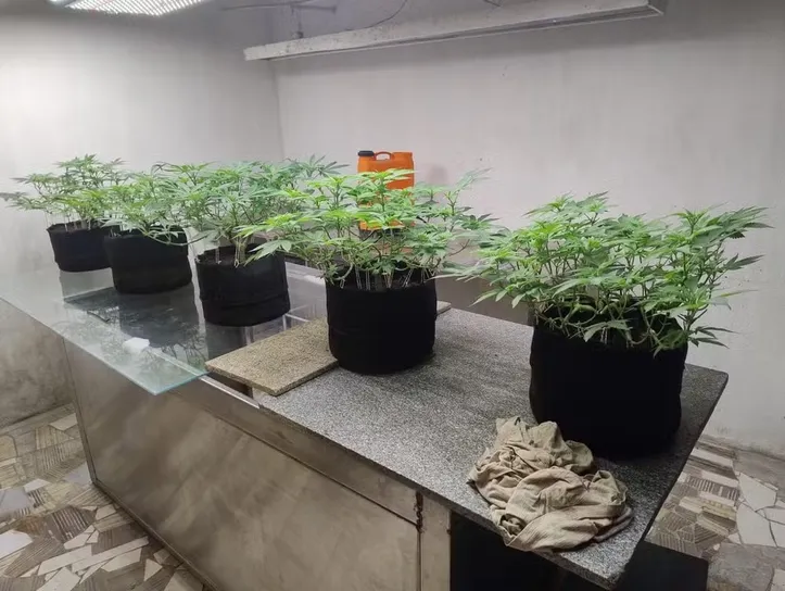 Agentes encontraram pés da droga no imóvel
