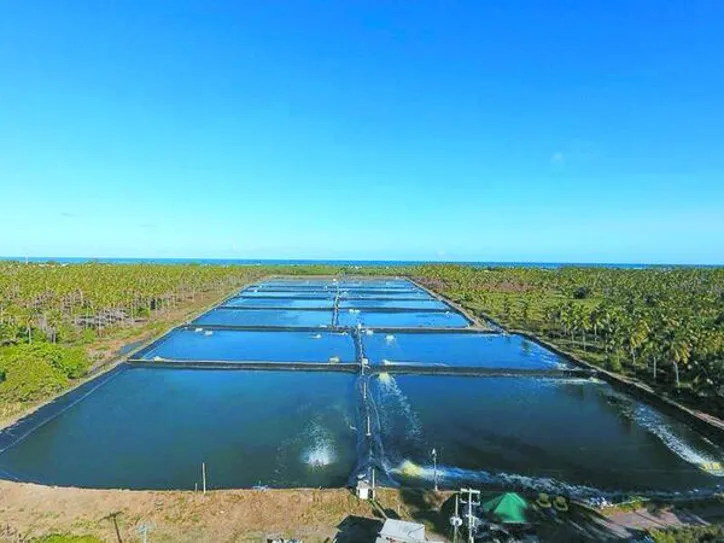 Novos viveiros com tecnologia avançada vão garantir produção de até 160 mil kg de camarão por ano