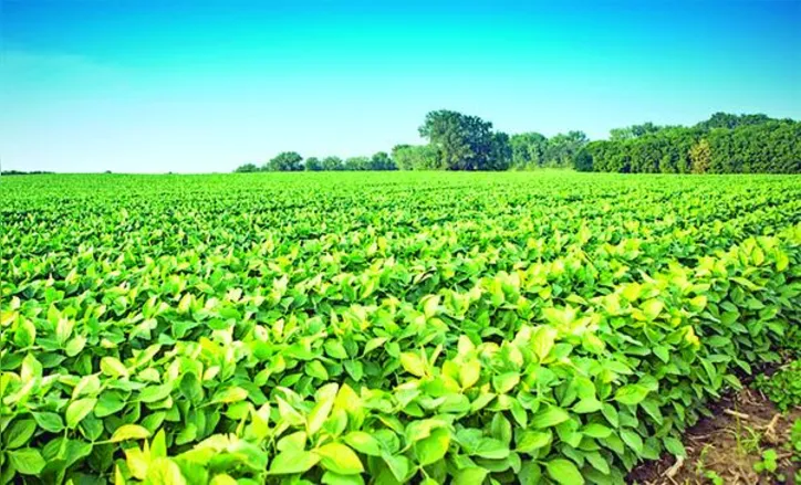A soja, principal produto cultivado, registrou produção recorde de 171,5 milhões de toneladas, alta de 20,2 milhões sobre a safra passada