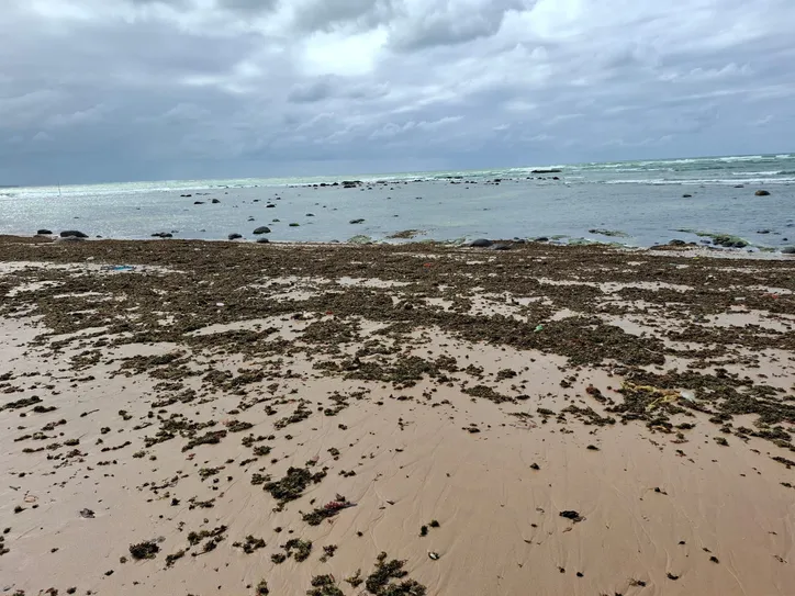 Algas  são levadas pelas ondas até as faixas de areia