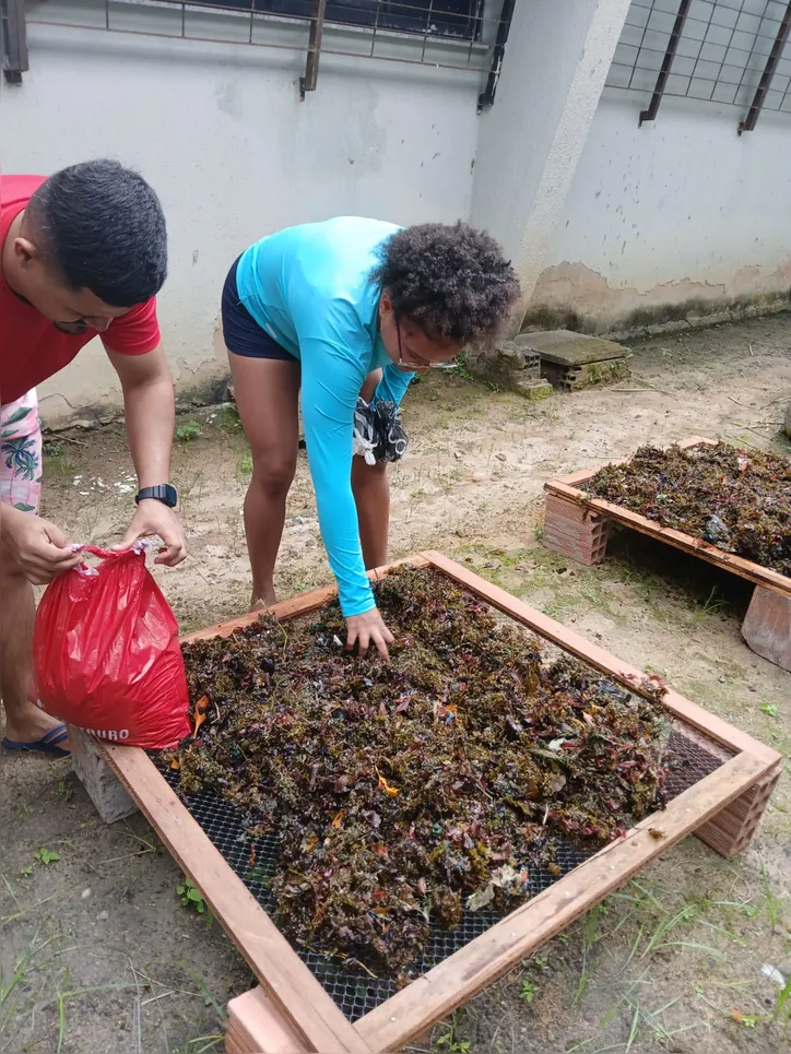 Sargaços são recolhidos das praias e transformados em adubo