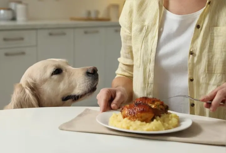 Veterinária aponta que o ideal é ignorar o pet no momento em que ele pede comida ao pé da mesa