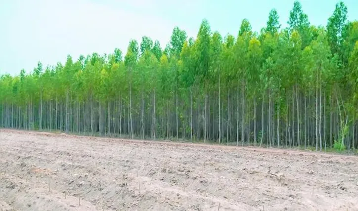 Em 2024, plantar árvores teve mais retorno financeiro do que abatê-las, aponta IBGE