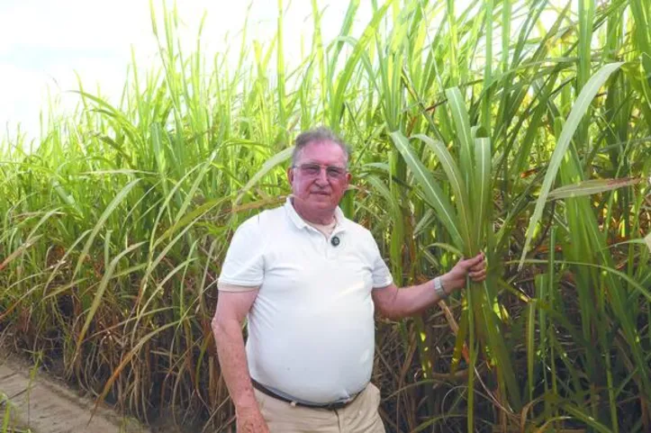 O “bisturi” criado por Edilson adapta máquina para plantio por mergulhia, técnica que renova a lavoura sem novas mudas, facilitando o cultivo em áreas difíceis