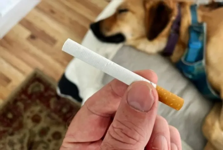 Imagem ilustrativa da imagem Veterinária alerta: cigarro pode causar câncer em animais