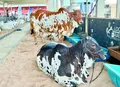 Expoagro Alagoas deve movimentar R$ 40 milhões e reforçar o estado como polo do agronegócio