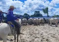 Leilões Santa Nazaré e Varrela movimentam a pecuária de corte nacional