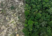 Mata Atlântica perde espaço para agricultura e pecuária em Alagoas imagem