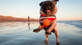 Animais na praia: como garantir um verão seguro e confortável
