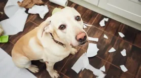 Cães podem ter TDAH? Descubra o que diz um estudo sobre o tema