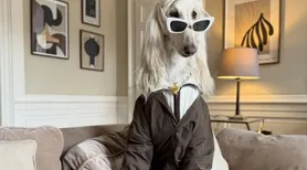 Conheça a cachorrinha Samantha, a influencer de moda do momento