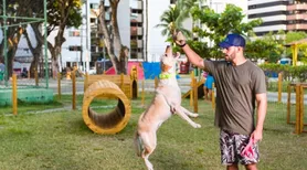 Conheça sete destinos incríveis para viajar com seu cachorro no Brasil