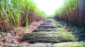 Etanol brasileiro pode ter pegada de carbono negativa com novas tecnologias