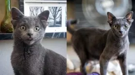 Gata com mutação genética rara viraliza e conquista web