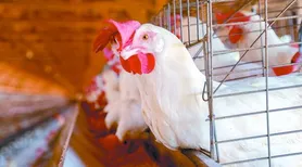 Produção de carne de frango deve bater recorde em 2026 e impulsionar agropecuária brasileira