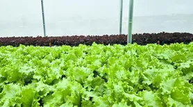 Sistema de reuso aumenta em 61% a eficiência no uso da água na irrigação de hortaliças