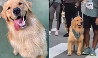 Corrida em quatro patas: conheça Cássio, o golden atleta e corredor
