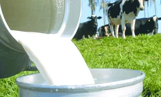 Crise do leite se aprofunda e Alagoas pode perder meio bilhão de reais ao ano