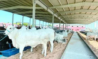 Expoagro-AL terá programação para todas as cadeias produtivas