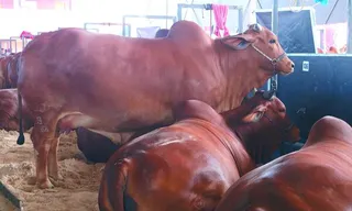 Expoagro reafirma posição como a maior do Nordeste